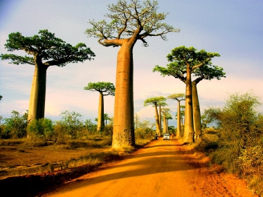 Madagascar: Phần còn lại khác biệt của thế giới