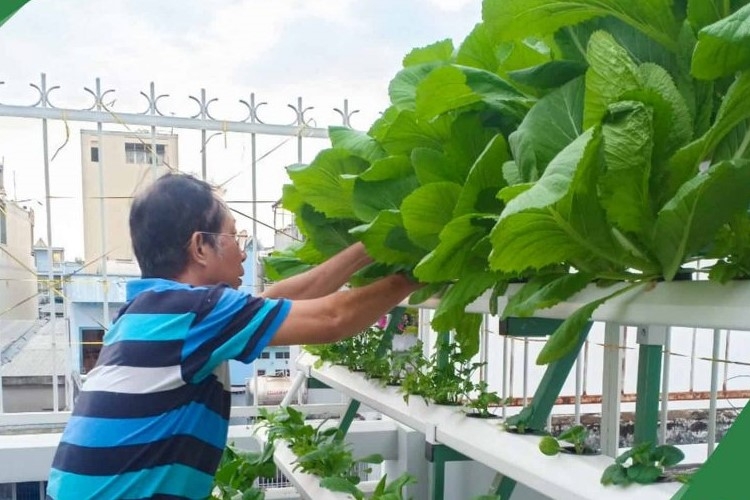 Gia tăng không gian xanh cho đô thị bằng vườn rau thủy canh: Kinh nghiệm quốc tế và bài học cho TP. Hồ Chí Minh