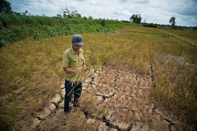 Ảnh hưởng của biến đổi khí hậu đến sự tham gia vào chuỗi giá trị cây trồng cạn của nông hộ ở khu vực Đồng bằng sông Cửu Long