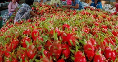 Xuất khẩu rau quả: Chế biến sâu để hướng đến thị trường xa