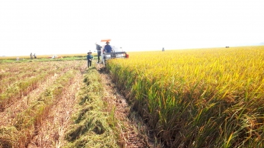 Năm 2016, dự kiến chuyển đổi 100.000 ha đất lúa sang cây trồng khác