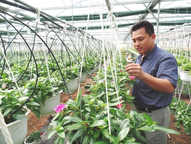 Tự tạo cơ hội: 'Chuyên gia' hạt giống về trồng hoa treo