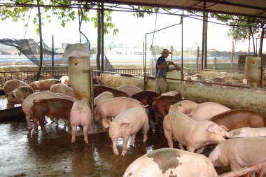 Xử phạt đến 100 triệu đồng đối với sử dụng chất cấm trong chăn nuôi
