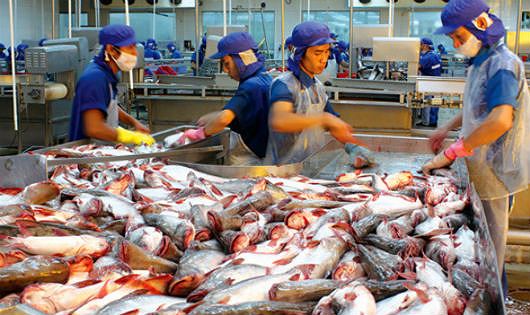 Việt Nam kiến nghị với WTO về việc Mỹ hạn chế nhập khẩu cá da trơn