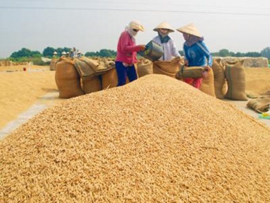 Thủ tướng chỉ đạo Bộ Tài chính mua dự trữ 200.000 tấn gạo và 80.000 tấn thóc