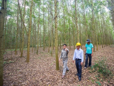WB hỗ trợ trồng rừng bền vững tại Việt Nam
