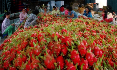 Xuất khẩu rau quả sang EU: Cảnh báo tăng tần suất kiểm tra