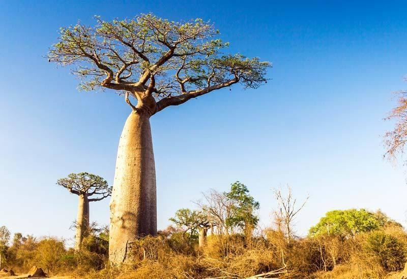 Baobab - 1 loại cây kỳ lạ ở Châu Phi mà bạn khó tưởng tượng ra