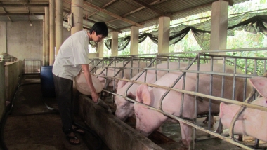 5 giải pháp cấp bách ổn định ngành chăn nuôi