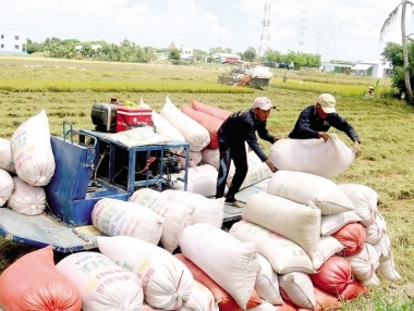 Xuất khẩu gạo phải bảo đảm an ninh lương thực quốc gia