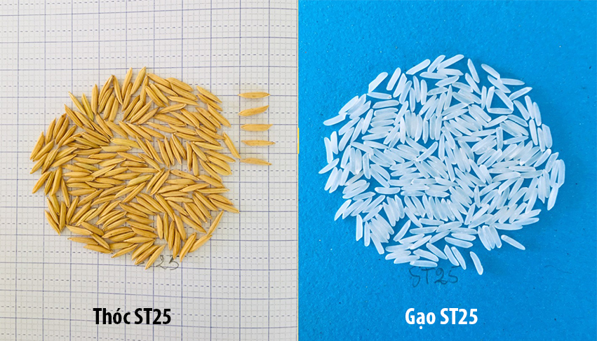 Cục Sở hữu trí tuệ làm rõ thông tin về thương hiệu gạo ST25 bị “đánh cắp” tại Hoa Kỳ