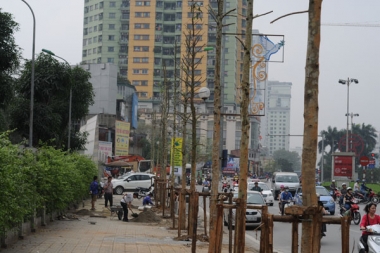 Cây trồng trên đường Nguyễn Chí Thanh là cây Mỡ