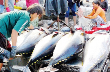 Muốn xuất khẩu cá ngừ, phải đáp ứng nhiều quy định khắt khe