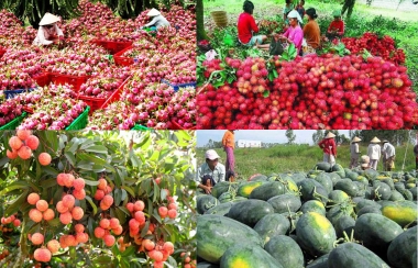 13 doanh nghiệp nhập khẩu trái cây của UAE có dấu hiệu lừa đảo