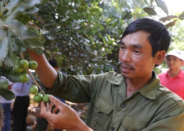Phát triển cây Mắc ca: Việt Nam vẫn cần thận trọng