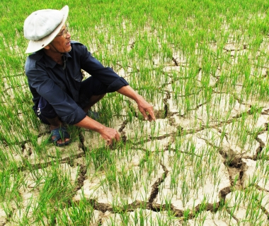 Hướng đi nào cho thị trường nông sản Việt Nam 2016