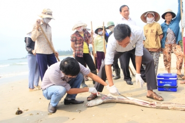 Vụ cá chết ở biển miền Trung: Nguyên nhân đã có, song vẫn phải chờ kết luận