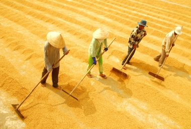 Tính chuyện đường dài cho hạt gạo Việt