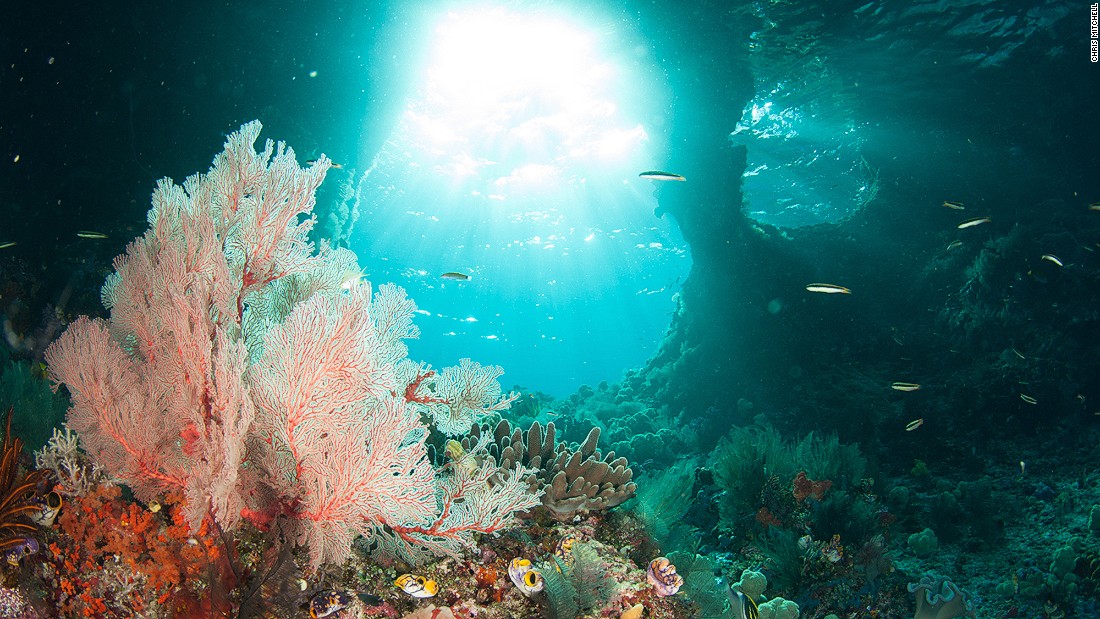 Raja Ampat - rạn san hô đáng kinh ngạc của Indonesia