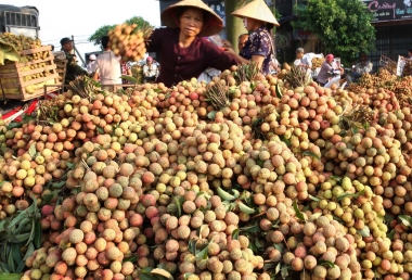 Tìm hướng xuất khẩu cho hoa quả Việt Nam: Nhìn từ thành công của vải thiều