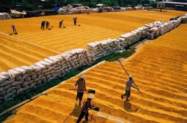 Xuất khẩu gạo 9 tháng giảm cả về lượng và giá trị
