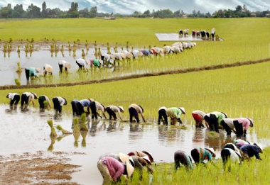 Nông nghiệp tăng trưởng thấp: Vì đâu nên nỗi?