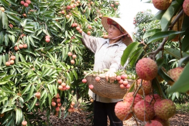 Nhật Bản nới lỏng quy định nhập khẩu hoa quả Việt Nam