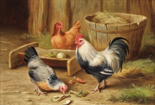 Kinh nghiệm nuôi gà thả vườn quy mô nhỏ từ 40 đến 200 con (Kỳ 1)
