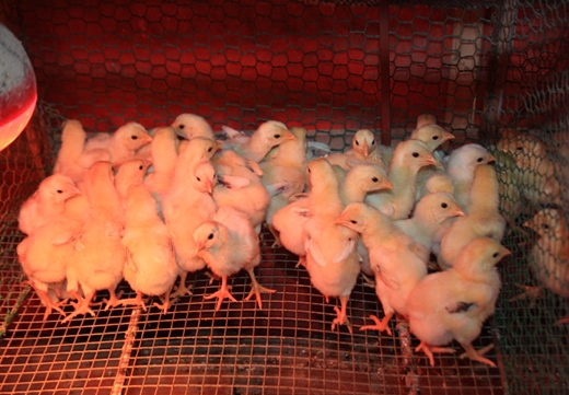 Kinh nghiệm nuôi gà thả vườn quy mô nhỏ từ 40 đến 200 con (Kỳ 2)