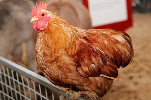 Kinh nghiệm nuôi gà thả vườn quy mô nhỏ từ 40 đến 200 con (Kỳ 3)