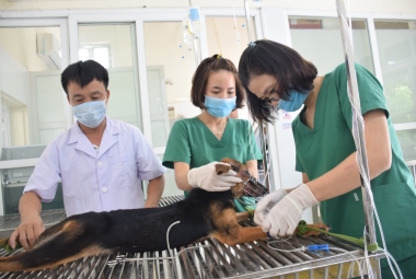 Địa chỉ chăm sóc, làm đẹp tin cậy cho ‘thú cưng’ ở Nghệ An