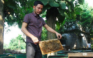 Giúp thanh niên làm giàu nhờ mô hình HTX nuôi ong