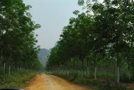 Phát triển kinh tế lâm nghiệp gắn với bảo vệ bền vững rừng