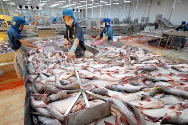 Dự kiến xuất khẩu cá tra cả năm 2015 giảm 4% so với năm ngoái