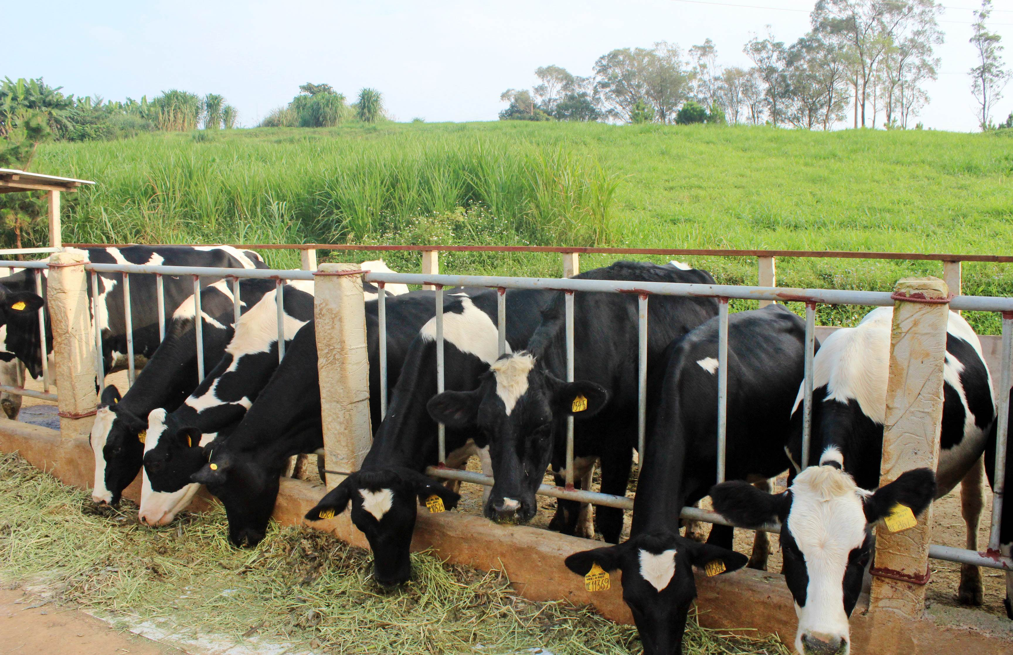 Đón “sóng” TPP: Ngành chăn nuôi tìm lợi thế cạnh tranh