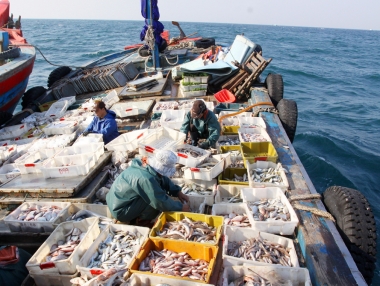 EU phạt thẻ vàng, thủy sản Việt Nam chịu thiệt hại gì?