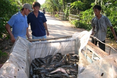 Mô hình liên kết nuôi cá lóc của Thanh niên Phú Thuận B, Đồng Tháp