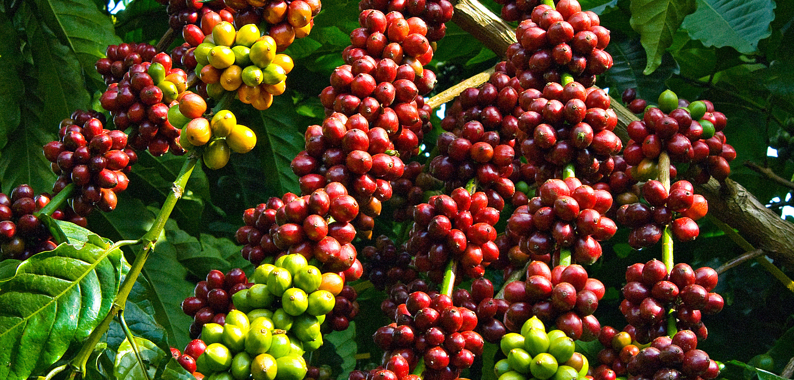 Đầu tư 170 tỷ đồng xây dựng cà phê Việt chất lượng cao