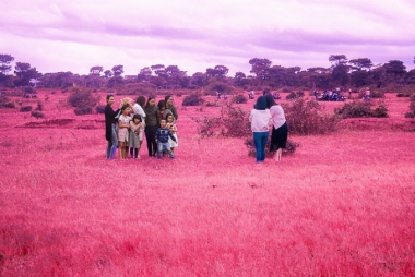 Đồi cỏ hồng ở Gia Lai hút khách du lịch