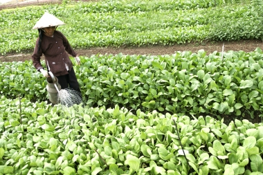 Phê duyệt Chương trình khuyến nông tỉnh Bắc Ninh giai đoạn 2020-2025