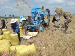 Giá gạo xuất khẩu tăng: "Niềm vui ngắn chẳng tày gang"!