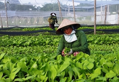 TP. HCM: Hỗ trợ 50% chi phí cho nông dân chuyển đổi chăn nuôi, trồng trọt sang VietGap