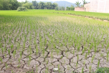 Quốc tế hỗ trợ nông nghiệp Việt Nam ứng phó với biến đổi khí hậu