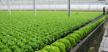 Hà Nội đẩy mạnh phát triển sản xuất rau an toàn
