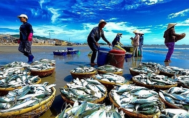 Quy hoạch đến năm 2050, Việt Nam trở thành quốc gia có nghề cá phát triển bền vững, hiện đại