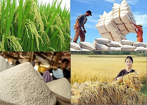 Đẩy mạnh sản xuất, kinh doanh, xuất khẩu lúa, gạo bền vững