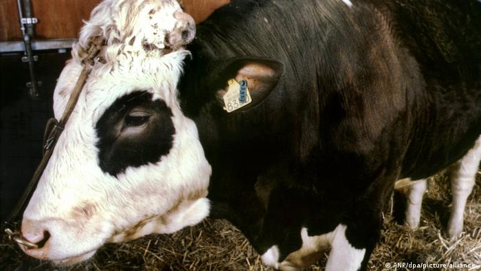 Kỹ thuật di truyền giúp sản xuất thịt bền vững và trung hòa carbon ?