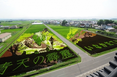 Người Nhật biến cánh đồng thành những tác phẩm nghệ thuật