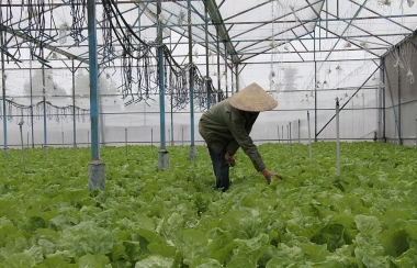 Thực trạng ứng dụng khoa học, công nghệ vào sản xuất nông nghiệp tỉnh Đồng Nai