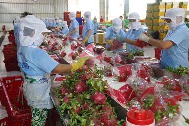 Quy định về kiểm dịch thực vật của Liên minh châu Âu và một số lưu ý đối với doanh nghiệp Việt Nam